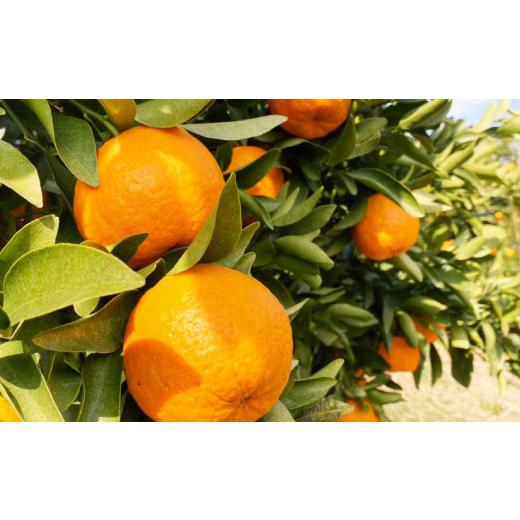 ふるさと納税 みかん・柑橘類 愛媛県 宇和島市 訳あり ポンカン みかん