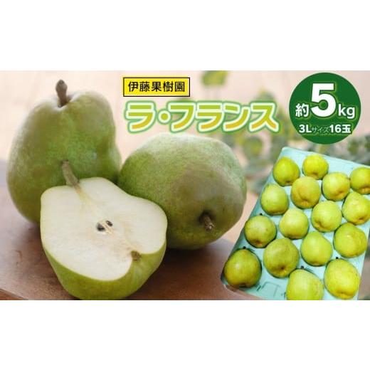 ふるさと納税 梨 山形県 鶴岡市 令和8年産先行予約 ラ・フランス(洋梨) 3Lサイズ 約5kg (16玉) 伊藤果樹園