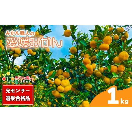 ふるさと納税 果物類 みかん 愛媛県 愛南町 訳あり 愛媛みかん 1kg 人気 みかん 冬 秋 旬 糖度 糖度計 厳選 光センサー選果 柑橘 かんきつ 果物 くだもの 国産…