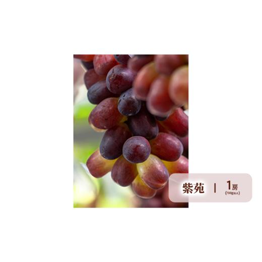 ふるさと納税 もも 岡山県 瀬戸内市 フルーツ 晴れの国 岡山 の フルーツ 定期便 6回コース 岡山県産 桃 もも 葡萄 ぶどう 梨 なし 2026年 先行予約_7