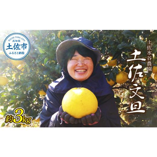 ふるさと納税 地域のお礼の品 高知県 土佐市 本場、高知県土佐市産 土佐水谷農園の露地土佐文旦3kg 3〜5Lサイズ 文旦 ブンタン ぶんたん 柑橘 かんきつ 柑橘類…