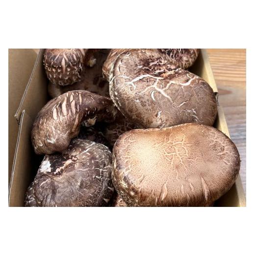 ふるさと納税 野菜類 きのこ 埼玉県 横瀬町 規格外・訳あり 特選原木しいたけ〜「日本農業賞」大賞受賞の農園〜 秩父 横瀬町 しいたけ 椎茸 シイタケ 原木し…_1