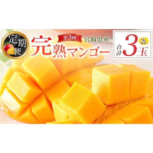 宮崎マンゴー アップルマンゴー 無農薬 苗 楽天市場】マンゴー 宮崎