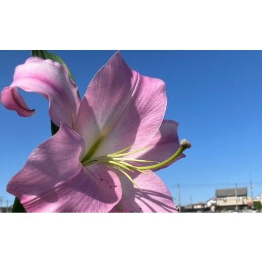 ふるさと納税 雑貨・日用品 花 徳島県 徳島市 百合 マスター(ピンク)20輪