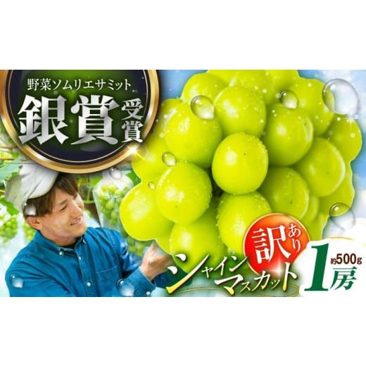 ふるさと納税 ぶどう マスカット 島根県 雲南市 フルーツ 2026年先行予約 15個限定 ご自宅用 旬の味わいを産地直送で シャインマスカット 1房(約500g)簡易包…