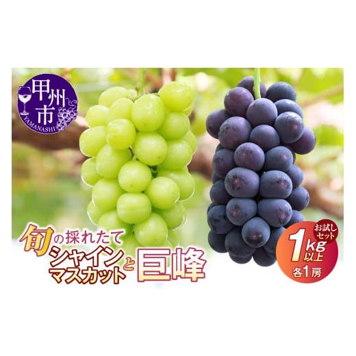ふるさと納税 ぶどう マスカット 山梨県 甲州市 クール配送 お試しセット 旬の採れたてシャインマスカット&巨峰 1.0kg以上(各1房) 2026年発送 (HO)B-428…