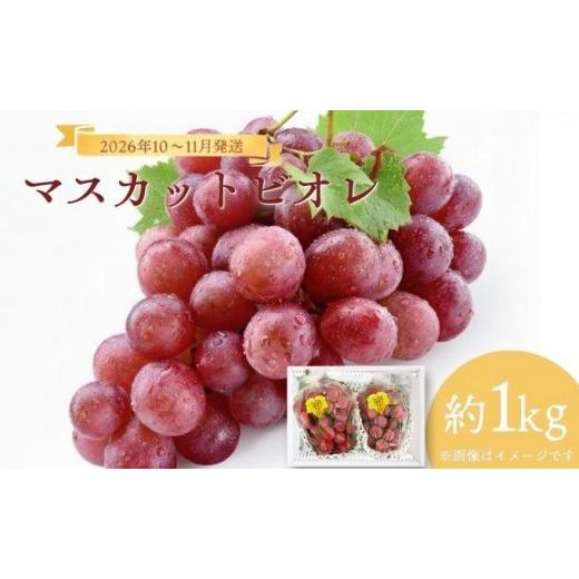 ふるさと納税 果物類 ぶどう 岡山県 鏡野町 2026年発送分 先行予約 10月〜11月発送お土産マスカットビオレ1kg箱 029-a009 マスカットビオレ 1kg箱