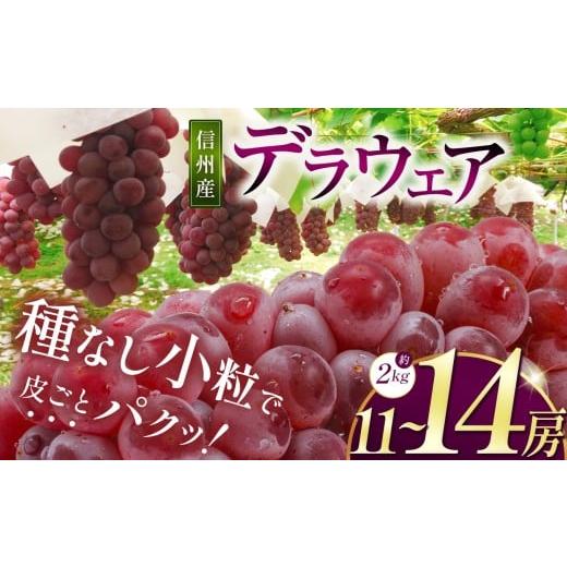 ふるさと納税 ぶどう 長野県 松本市 先行受付:2026年発送 信州産 デラウェア 約2kg (11〜14房) |ふるさと納税 松本市 ぶどう 葡萄 デラウェア 果物 フルー…