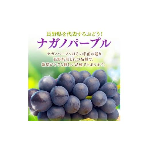 ふるさと納税 ぶどう 長野県 松本市 先行受付：2026年発送 信州産