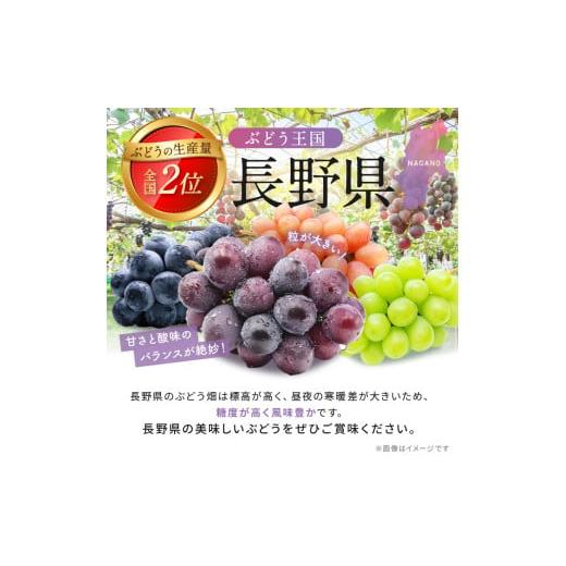 ふるさと納税 ぶどう 長野県 松本市 先行受付：2026年発送 信州産
