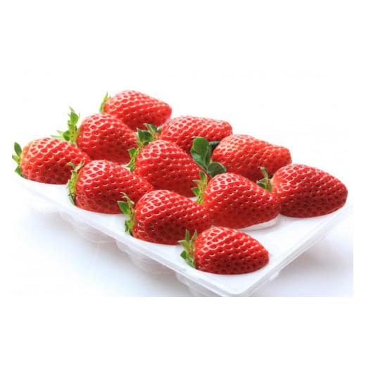 ふるさと納税 いちご 和歌山県 みなべ町 [先行予約]いちご(まりひめ)ゆりかーご包装 [2026年1月上旬から3月中旬にお届け]tagfam003A