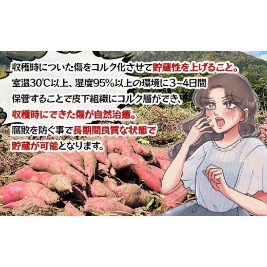 ふるさと納税 野菜類 サツマイモ 北海道 伊達市  5525-1151 北海道 伊達 さつまいも シルクスイート 10kg 熟成 高糖度 サツマイモ 芋 甘い スイートヤバ芋 産…の画像