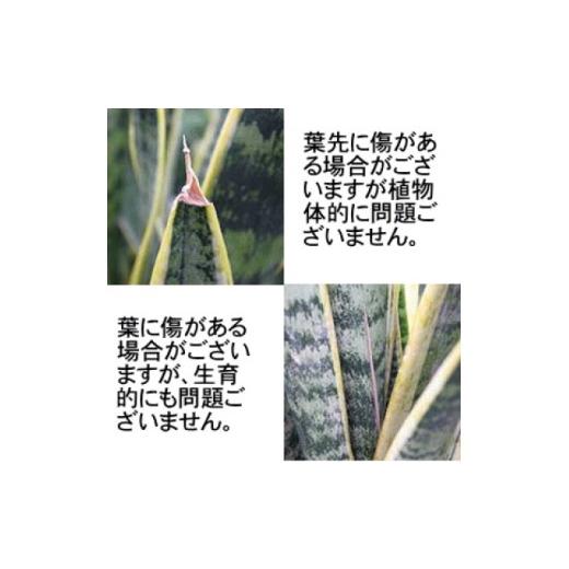 ふるさと納税 花・苗木 福岡県 筑前町  観葉植物 サンスベリア 7号 ホワイトバスケット鉢カバー 土の表面：ウッドチップ 観葉植物 インテリア 部屋 おしゃれ …_4