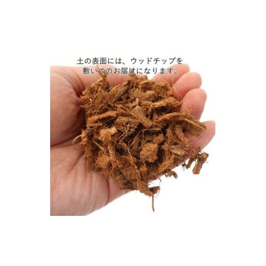 ふるさと納税 花・苗木 福岡県 筑前町  観葉植物 サンスベリア 7号 ホワイトバスケット鉢カバー 土の表面：ウッドチップ 観葉植物 インテリア 部屋 おしゃれ …_5