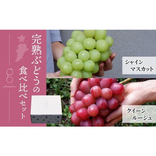 ふるさと納税 ぶどう マスカット 長野県 東御市 先行受付2026年発送 完熟ぶどうの贈り物(シャインマスカット×クイーンルージュ(R) 各1房、合計2房(約1.1〜…