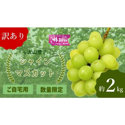 ふるさと納税 ぶどう マスカット 愛知県 犬山市 19-15_ 期間限定・数量限定 訳あり犬山産シャインマスカット 約2キロ| ぶどう 甘い 2キロ 限定 夏 林ファーム…
