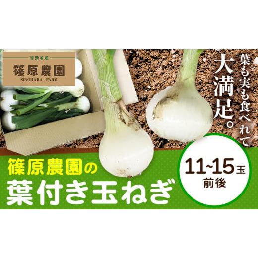 ふるさと納税 野菜類 玉ねぎ 熊本県 津奈木町 葉付き玉ねぎ 11〜15玉前後 篠原農園[1月上旬-3月上旬頃出荷]熊本県 葦北郡 津奈木町 野菜 たまねぎ バーベキ…