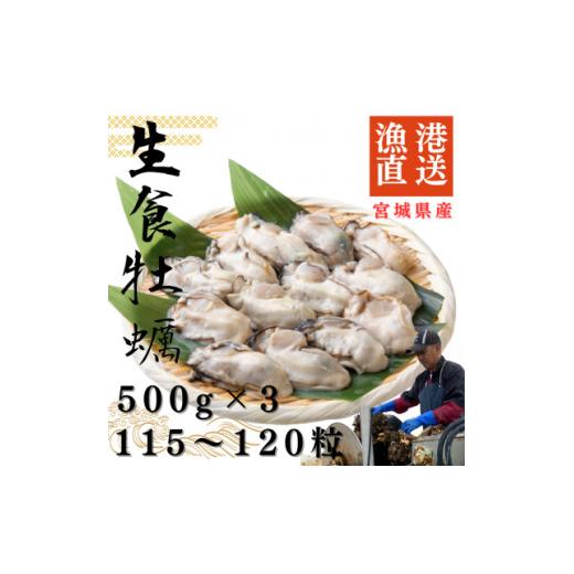 ふるさと納税 牡蠣 生牡蠣 宮城県 - 宮城県牡鹿半島産　鮮生牡蠣　500g×3_牡蠣 かき カキ 生牡蠣 海鮮 魚介 美味しい 人気 大容量 1550906_1