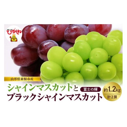 ふるさと納税 ぶどう マスカット 山形県 東根市 2026年産 先行予約 山形県東根市産 シャインマスカットとブラックシャインマスカット「富士の輝」の詰め合…