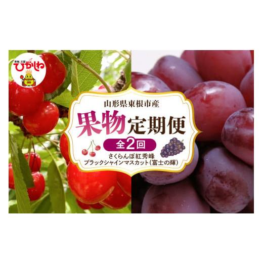 ふるさと納税 果物類 さくらんぼ 山形県 東根市 2026年先行予約 全2回 定期便 東根市産 さくらんぼ「紅秀峰」、ブラックシャインマスカット「富士の輝」 果物…
