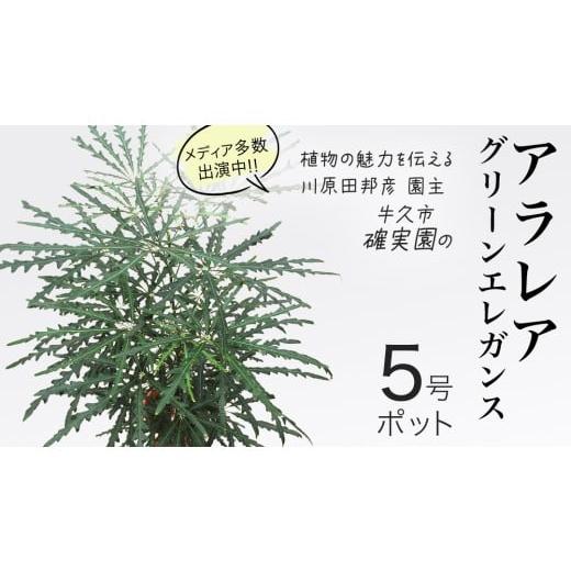 ふるさと納税 雑貨・日用品 苗木 茨城県 牛久市 アラレア グリーンエレガンス 5号ポット 1点 家庭 で 園芸 鉢植え 苗 庭木 果樹 ガーデニング 植物 確実園 観…