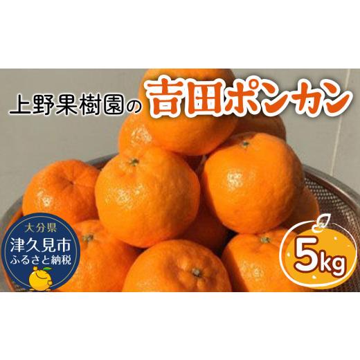 ふるさと納税 果物類 みかん 大分県 津久見市 上野果樹園の吉田ポンカン 5kg ぽんかん オレンジ みかん 蜜柑 果物 くだもの フルーツ 柑橘類 甘い ジューシー …