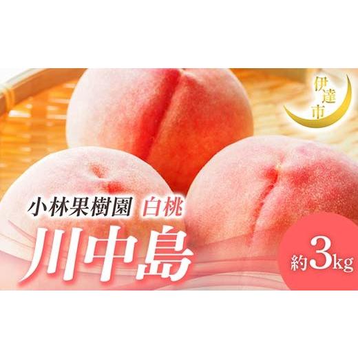 ふるさと納税 もも 福島県 伊達市  2026年出荷分先行予約 福島県産 川中島白桃 約3kg (8〜12玉) 小林果樹園 伊達の桃 桃 フルーツ 果物 もも モモ momo F21C-0…の画像