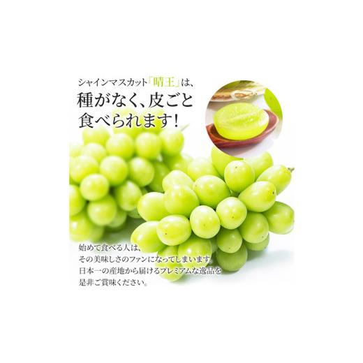 ふるさと納税 ぶどう マスカット 岡山県 浅口市 シャインマスカット晴王 約2kg 2〜5房程度 橋田商店有限会社《2026年9月中旬-11月中旬頃出荷》 岡山県 浅口市 …の画像