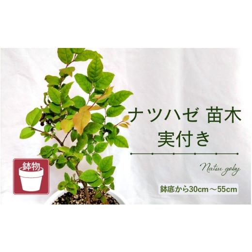 ふるさと納税 雑貨・日用品 苗木 福井県 美浜町 先行予約 ナツハゼ苗木 実付き(鉢物) 2027年4月中旬以降順次発送 ナツハゼ なつはぜ お花 花 はな フラワー…