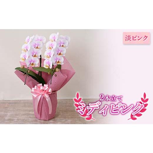 ふるさと納税 雑貨・日用品 花 埼玉県 本庄市 指定日対応 贈答用 ミディピンク(淡ピンク) 2本立て 胡蝶蘭 鉢植 花 フラワー 植物 こちょうらん コチョウラン …
