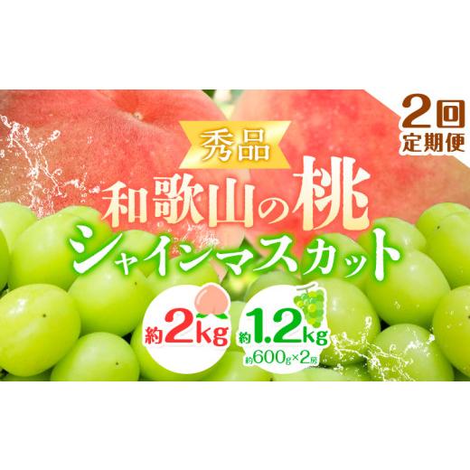 ふるさと納税 もも 和歌山県 紀の川市 2回定期便 贈答用/熨斗非対応 秀品 和歌山の桃 約2kg (6玉~8玉) 大粒 シャインマスカット 約1.2kg (約600g×2房) m…