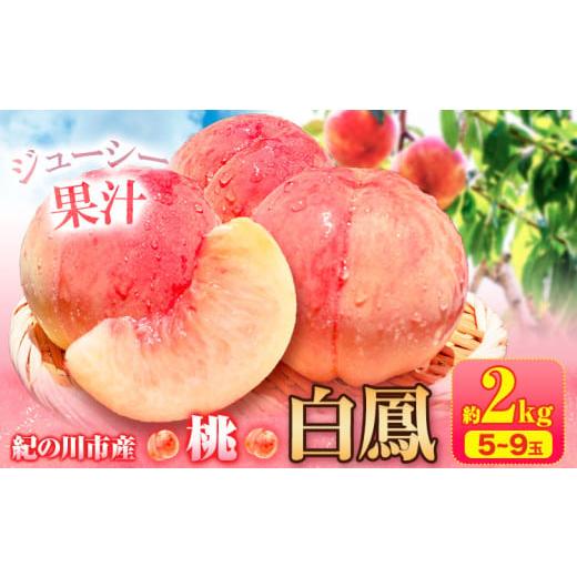 ふるさと納税 もも 和歌山県 紀の川市 先行予約 桃 白鳳 紀の川市産 約2kg(5-9玉) 紀農人株式会社[2026年6月末-8月上旬頃出荷]和歌山県 紀の川市 果物 フル…