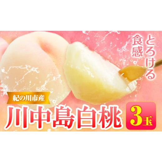 ふるさと納税 もも 和歌山県 紀の川市 先行予約 桃 川中島白桃 紀の川市産 3玉入り 紀農人株式会社[2026年7月中旬-8月末頃出荷] 和歌山県 紀の川市 果物 フ…