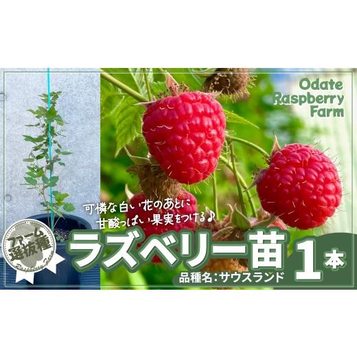ふるさと納税 雑貨・日用品 苗木 秋田県 大館市 ラズベリー苗 150P7803 / ラズベリー らずべりー raspberry フランボワーズ キイチゴ 果物 くだもの フルー…
