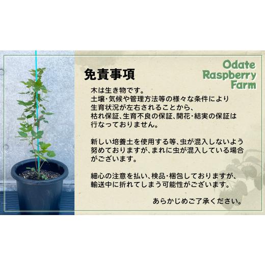 ふるさと納税 雑貨・日用品 苗木 秋田県 大館市 ラズベリー苗 150P7803
