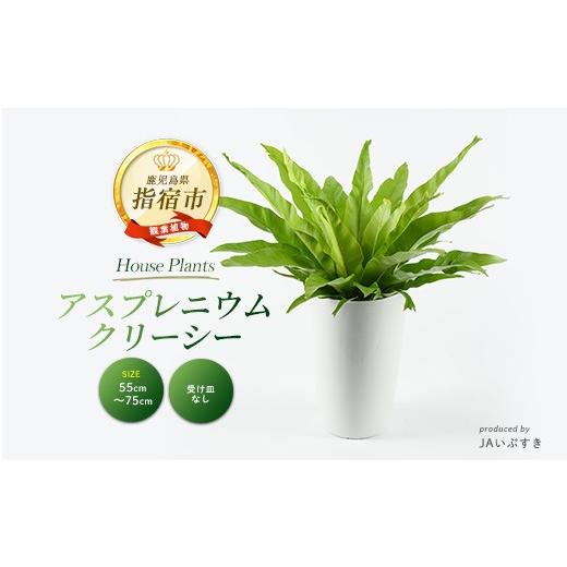ふるさと納税 雑貨・日用品 苗木 鹿児島県 指宿市 2026年4月上旬〜発送 観葉植物 アスプレニウム・クリーシー 55cm〜75cm(JAいぶすき/IB165-010) 観葉 植物 …