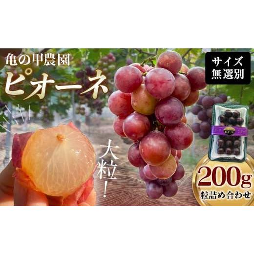 ふるさと納税 果物類 ぶどう 山口県 山陽小野田市 先行予約 農薬・化学肥料不使用 ぶどうの粒 無選別(200g) フルーツ ぶどう 葡萄 ブドウ ピオーネ 有機 無…