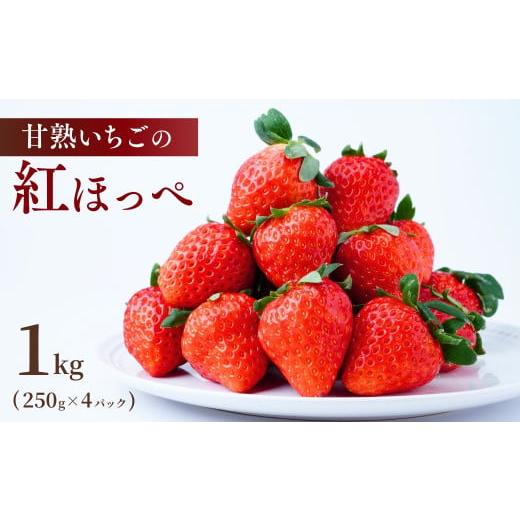 ふるさと納税 いちご 茨城県 龍ケ崎市 1月中旬発送 甘熟いちごの紅ほっぺ 選べる数量 1kg (250g×4パック) | いちご 苺 イチゴ 紅ほっぺ べにほっぺ 甘い 完…