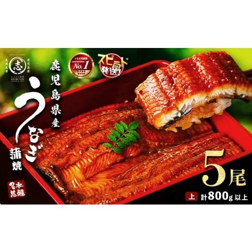 ふるさと納税 うなぎ 鹿児島県 志布志市 志布志市制20周年記念 10営業日以内に発送 鹿児島県産うなぎ蒲焼 名水慈鰻 5尾 計800g以上 うなぎ 鰻 ウナギ 5尾 国…
