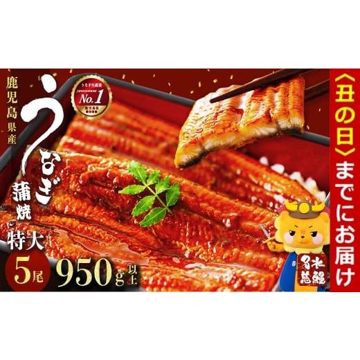 ふるさと納税 魚貝類 鹿児島県 志布志市 丑の日までに配送 鹿児島県産うなぎ蒲焼 名水慈鰻 特大5尾(1尾190g以上) 計950g以上 うなぎ 鰻 ウナギ 5尾 国産 九州…