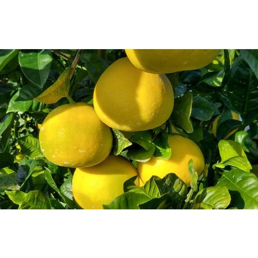 ふるさと納税 もも 高知県 宿毛市 山慶果樹園の土佐文旦10kg(家庭用)