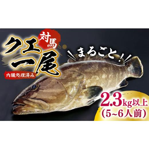 ふるさと納税 旬の鮮魚等 長崎県 対馬市  1週間以内発送 対馬産クエ 丸ごと1匹 2.3kg以上 《対馬市》 エムズスタイル 直送 新鮮 マルモン 刺身 しゃぶしゃぶ …の画像