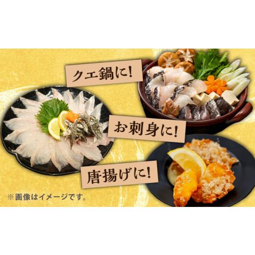 ふるさと納税 旬の鮮魚等 長崎県 対馬市  1週間以内発送 対馬産クエ 丸ごと1匹 2.3kg以上 《対馬市》 エムズスタイル 直送 新鮮 マルモン 刺身 しゃぶしゃぶ …の画像
