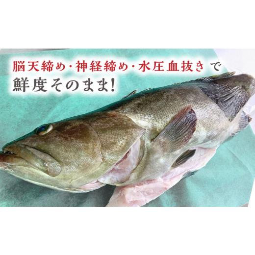 ふるさと納税 旬の鮮魚等 長崎県 対馬市  1週間以内発送 対馬産クエ 丸ごと1匹 2.3kg以上 《対馬市》 エムズスタイル 直送 新鮮 マルモン 刺身 しゃぶしゃぶ …の画像