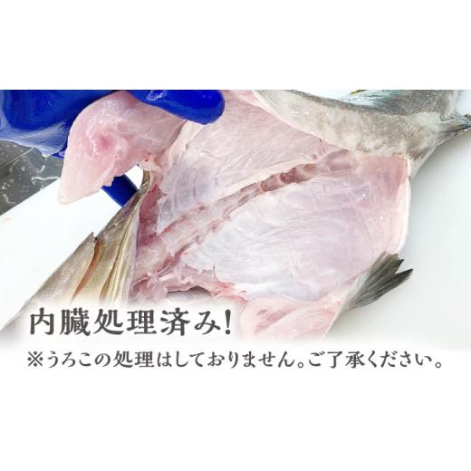 ふるさと納税 旬の鮮魚等 長崎県 対馬市  1週間以内発送 対馬産クエ 丸ごと1匹 2.3kg以上 《対馬市》 エムズスタイル 直送 新鮮 マルモン 刺身 しゃぶしゃぶ …の画像