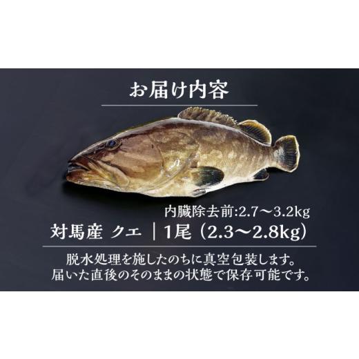 ふるさと納税 旬の鮮魚等 長崎県 対馬市  1週間以内発送 対馬産クエ 丸ごと1匹 2.3kg以上 《対馬市》 エムズスタイル 直送 新鮮 マルモン 刺身 しゃぶしゃぶ …の画像