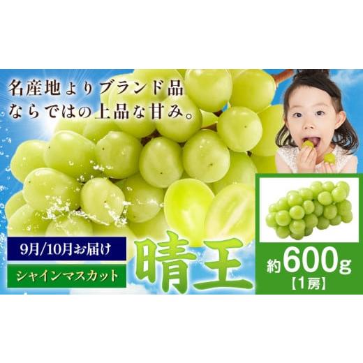 ふるさと納税 ぶどう マスカット 岡山県 浅口市 先行予約 ぶどう シャインマスカット 晴王 600g マスカット岡山[9月上旬-11月中旬頃出荷]岡山県 浅口市 送…