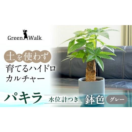 ふるさと納税 花・苗木 愛知県 豊橋市 ハイドロカルチャー パキラ モノトーン グレー 130 陶器鉢 水位計つきセット 陶器鉢 土無し インテリア 緑 グリーン 植…