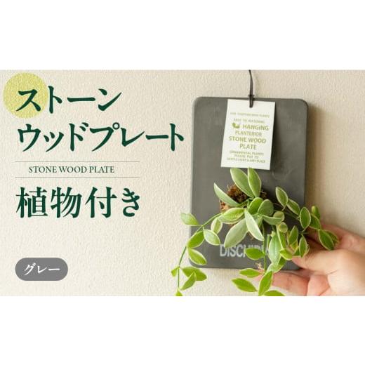 ふるさと納税 花・苗木 愛知県 豊橋市 ストーンウッドプレート グレー 土無し インテリア 緑 グリーン 植物 簡単 初心者 かわいい 自然 おしゃれ 送料無料 Gre…