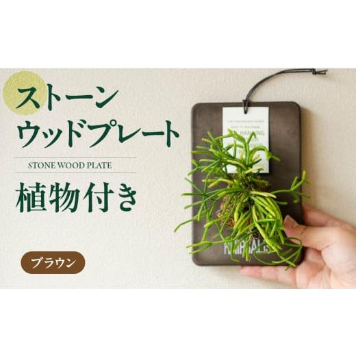 ふるさと納税 花・苗木 愛知県 豊橋市 ストーンウッドプレート ブラウン 土無し インテリア 緑 グリーン 植物 簡単 初心者 かわいい 自然 おしゃれ 送料無料 G…